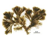 Halopteris scoparia5